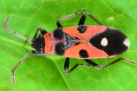 Horvathiolus superbus