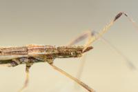 Berytinus hirticornis