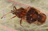 Physatocheila dumetorum