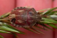 Eurygaster testudinaria