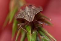 Eurygaster testudinaria