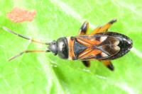 Raglius alboacuminatus