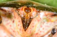Stictopleurus punctatonervosus