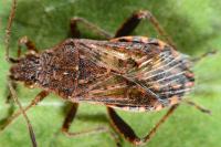 Stictopleurus punctatonervosus