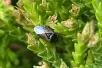 Geocoris megacephalus