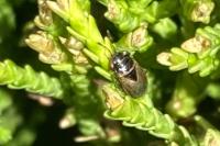 Geocoris megacephalus