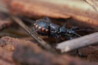 Rhynocoris annulatus