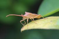 Gonocerus acuteangulatus