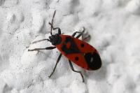 Melanocoryphus albomaculatus