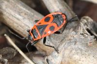 Pyrrhocoris apterus
