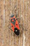 Melanocoryphus albomaculatus