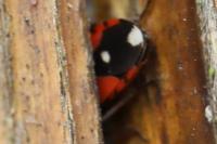 Horvathiolus superbus