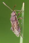 Stictopleurus punctatonervosus