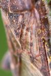 Stictopleurus punctatonervosus