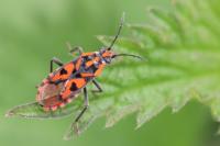 Spilostethus saxatilis