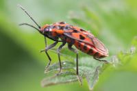Spilostethus saxatilis