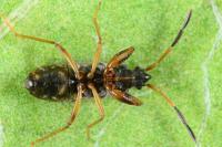 Scolopostethus puberulus