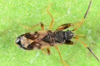 Scolopostethus puberulus