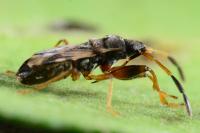 Scolopostethus puberulus