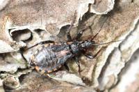 Rhynocoris annulatus