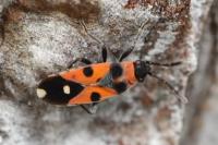 Horvathiolus superbus