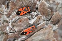 Melanocoryphus albomaculatus