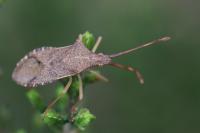 Gonocerus acuteangulatus