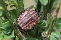Graphosoma italicum