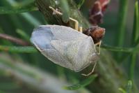 Piezodorus lituratus