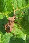 Coreus marginatus