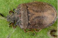 Podops inunctus
