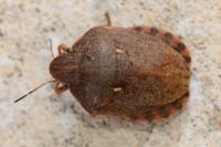 Eurygaster maura