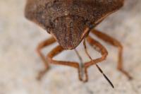 Eurygaster maura