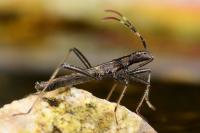 Micrelytra fossularum