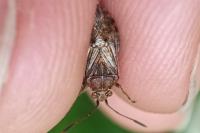 Stictopleurus punctatonervosus