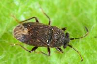 Stygnocoris fuligineus