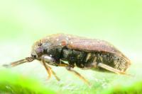 Stygnocoris fuligineus