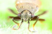 Stygnocoris fuligineus