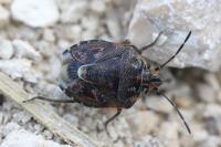 Holcogaster fibulata