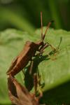 Coreus marginatus