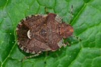 Dyroderes umbraculatus