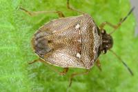 Eysarcoris ventralis