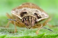 Eysarcoris ventralis