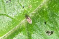 Dictyla humuli