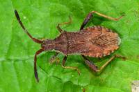 Coriomeris denticulatus