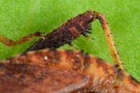 Coriomeris denticulatus