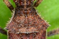 Coriomeris denticulatus