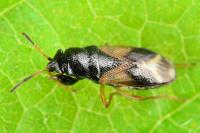 Megalonotus praetextatus