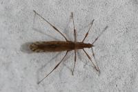 Berytinus montivagus