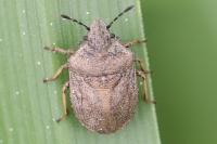 Podops inunctus